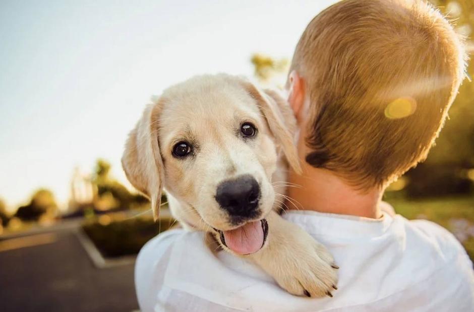 El amor de los perro es realmente medicinal, revela un nuevo estudio